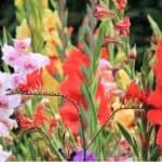 Growing gladioli can be very rewarding and they put on a spectacular show, learn to plant gladioli bulbs, grow and care for gladioli in our friendly guide now.