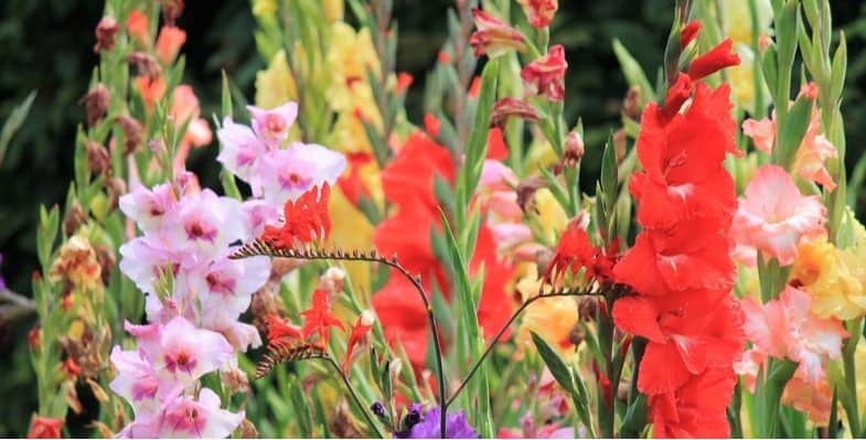 Can I Leave Gladiolus Bulbs In The Ground Uk