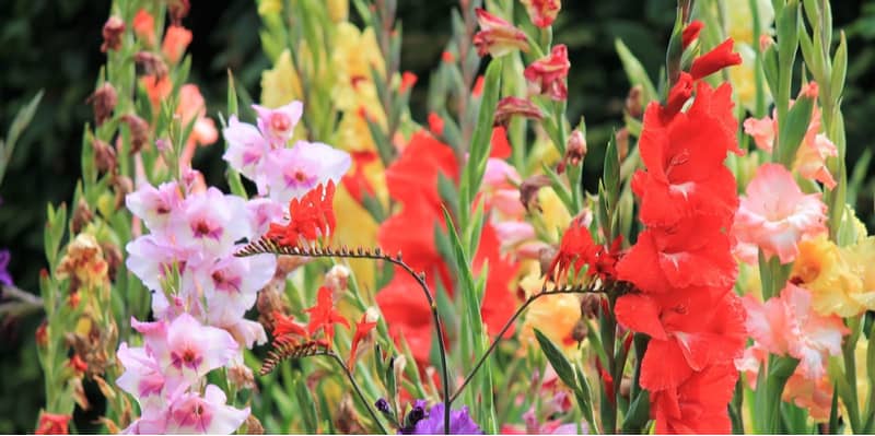 Growing gladioli can be very rewarding and they put on a spectacular show, learn to plant gladioli bulbs, grow and care for gladioli in our friendly guide now.