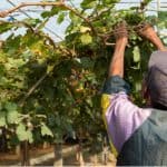 How and when to prune grapevines. In this guide, we explain how to prune grapevines and when to prune them. Follow our easy to follow guide now.