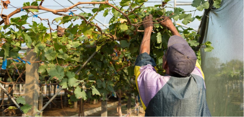 How and when to prune grapevines. In this guide, we explain how to prune grapevines and when to prune them. Follow our easy to follow guide now.