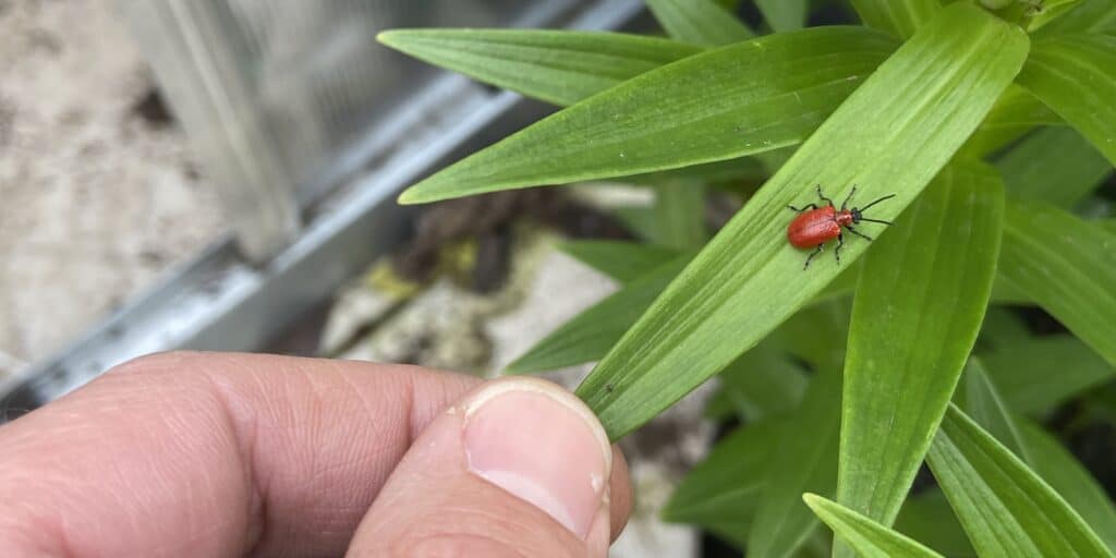 How to get rid of lily beetles – from personal experience from hand picking to using sprays