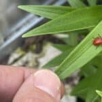 How to find and get rid of lily beetles before they eat your lily leaves