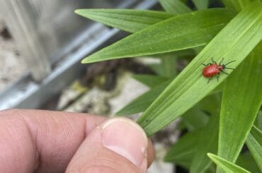 How to find and get rid of lily beetles before they eat your lily leaves