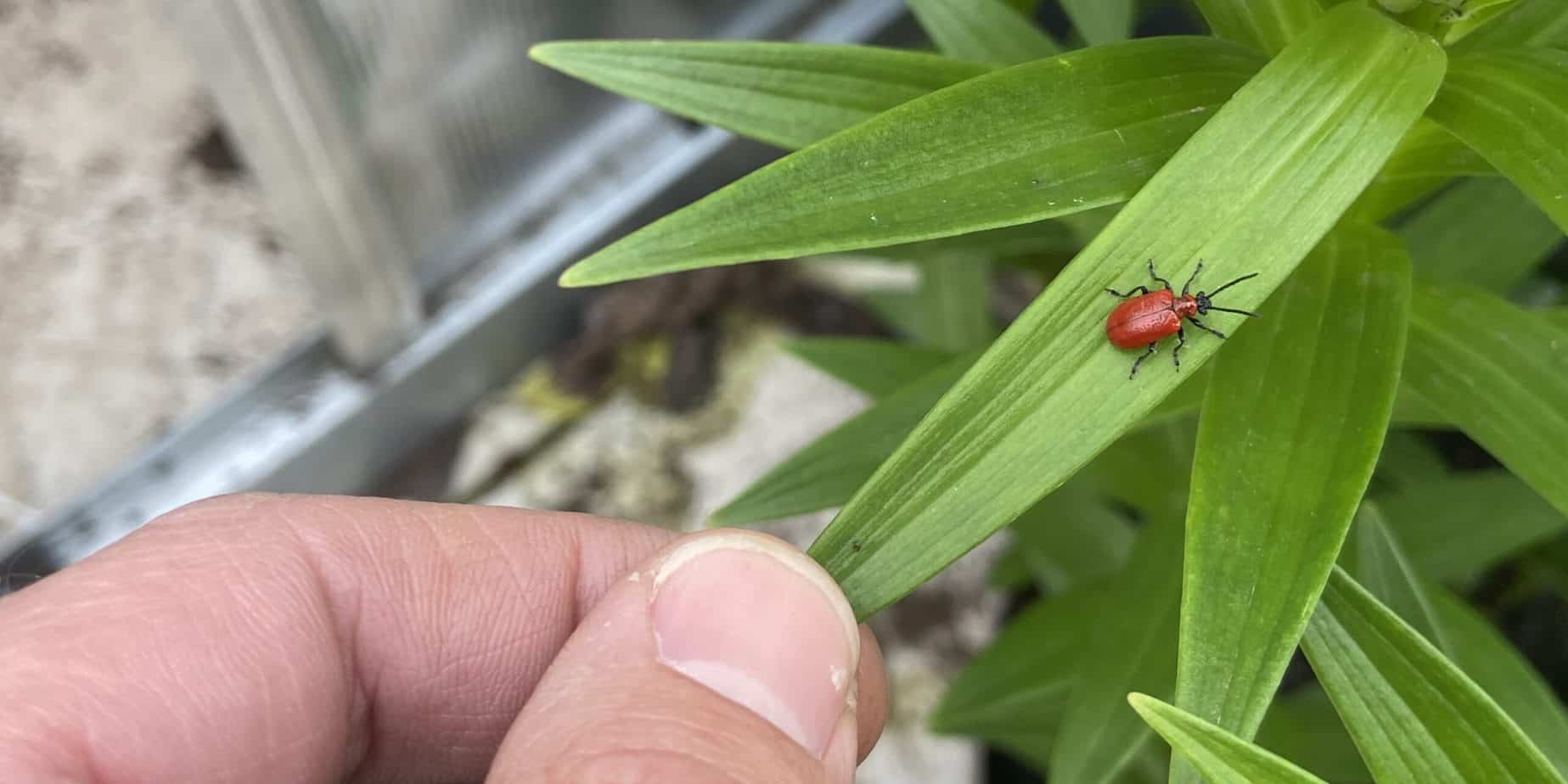How To Get Rid Of Red Lily Beetles UK My Control Methods