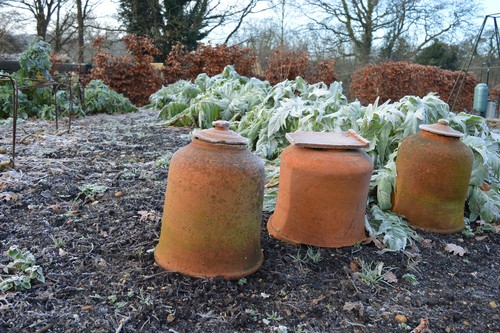 how to force rhubarb. place a large pot or rhubarb forcer over plants in spring