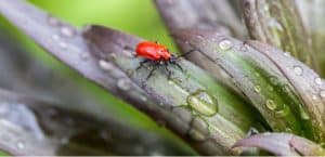 How to get rid of lily beetle. Do you have problems with those scarlet red lily beetles destroying your lilies? In this guide, we look at how to get rid of lily beetle and how to spot them.