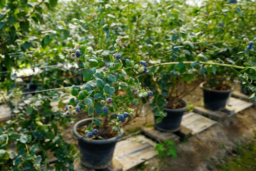 blueberries growing in pots