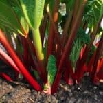 How to grow rhubarb. Rhubarb is a good choice for those looking to grow crops to eat. Rhubarb is also very easy to grow and care for, read our guide on how to grow rhubarb now.