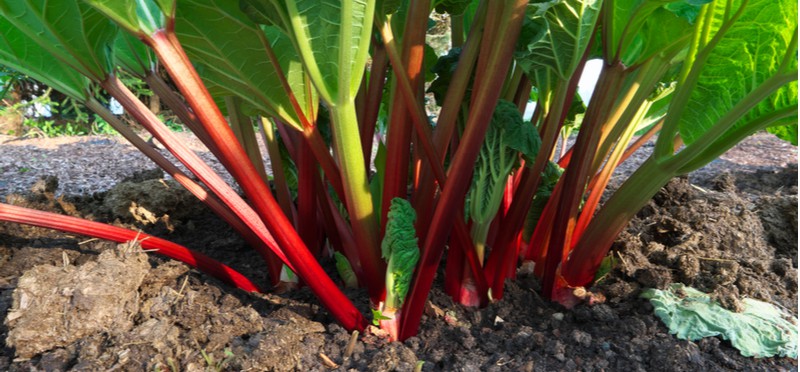 How to grow rhubarb. Rhubarb is a good choice for those looking to grow crops to eat. Rhubarb is also very easy to grow and care for, read our guide on how to grow rhubarb now.