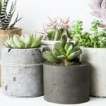 How to grow succulents in pots