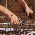 How to prune Blueberries. How to prune Blueberries. Prune branches that are 3 year or older to make way for new fresh growth, March is the perfect time.