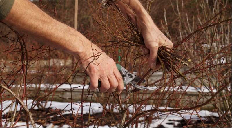 How to prune Blueberries. How to prune Blueberries. Prune branches that are 3 year or older to make way for new fresh growth, March is the perfect time.