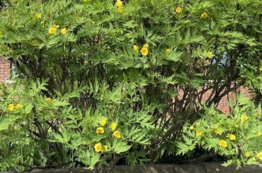 Pruning tree peonies. Tree peonies require very little pruning but pruning tree peonies can help encourage more flowers, form more compact plants and control the size.