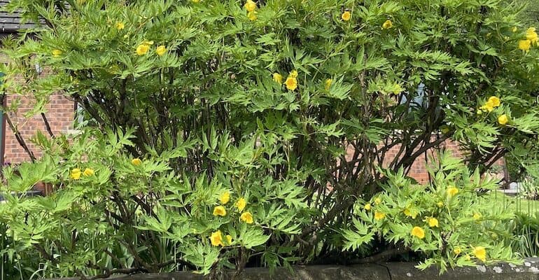 Pruning tree peonies. Tree peonies require very little pruning but pruning tree peonies can help encourage more flowers, form more compact plants and control the size.