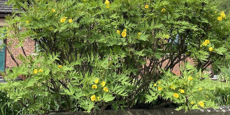 How and when to prune tree peonies
