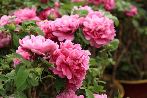 How to prune tree peonies. Remove dead flowers by pruning just below flower to fresh growth and cut back stem by one third in spring