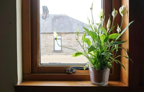 How to repot a peace lily. Just before becoming root bound, pot into a slightly larger pot with indoor compost and water. Don't feed for around 3 months.