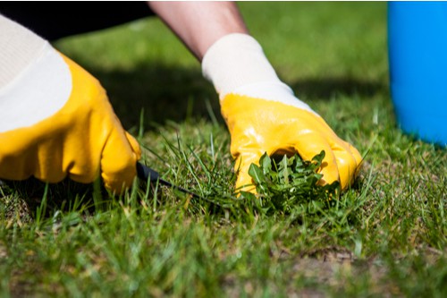 Remove weeds from lawns using weed puller and applying a weed and feed in spring and autumn