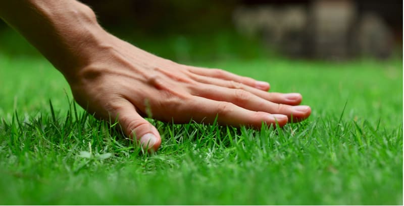 Lawn Care Tips. Looking after your lawn doesn't have to be complicated. Follow our top 10 lawn care tips for a green lawn. From aerating to feeding to removing moss.