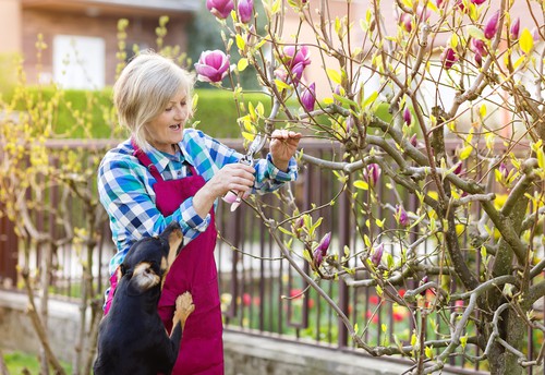 How to Prune Magnolias