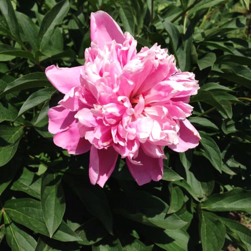 How to plant a peony. Plant with the tuber just under the surface of the soil and plant container grown plants at the same level as in the original pot.