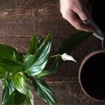 Peace lily care guide - How to plant and care for peace lilies