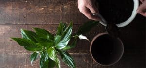 Peace lily care guide - How to plant and care for peace lilies