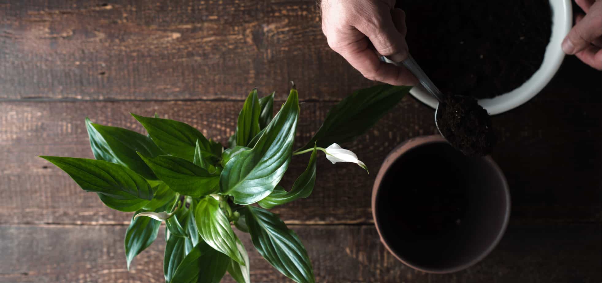 Peace lily care guide - How to plant and care for peace lilies