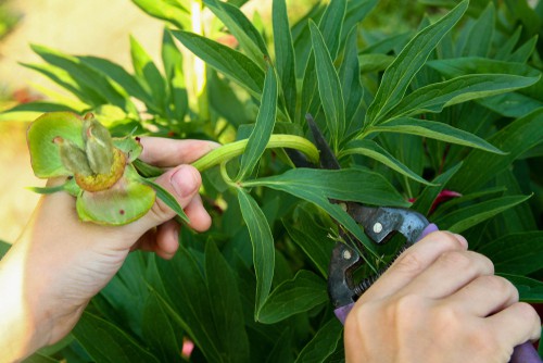 Peony care. keep plants watered but not overwatered and cut back in autumn