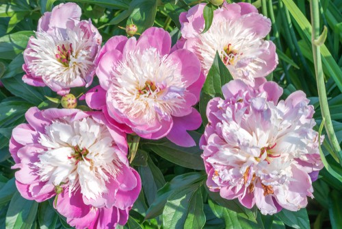 Peony bowl of beauty