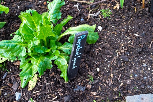 Perpetual Spinach for growing over winter