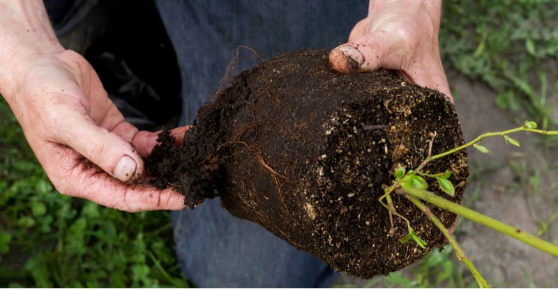 Want to learn how to grow tasty blueberries, our guide on planting blueberries covers how to grow blueberries from planting in acidic soil to pruning and care.