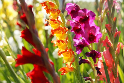 Planting gladioli bulbs