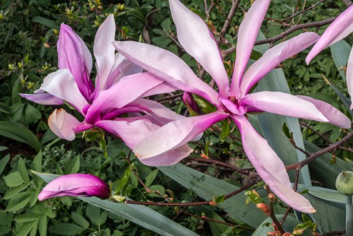 Planting magnolias in pots and containers