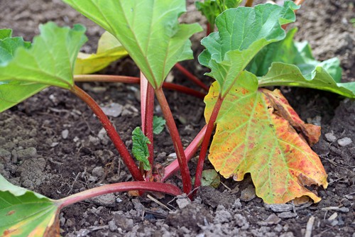how to plant rhubarb. plant rhubarb crowns just in the surface of the soil spaces 1 meter apart and in rows 30cm apart