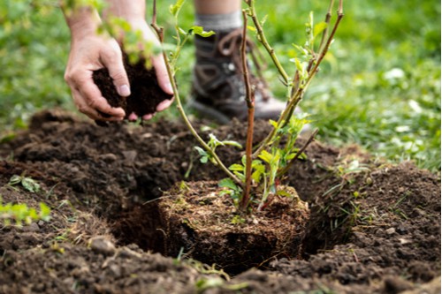 How to plant blueberries