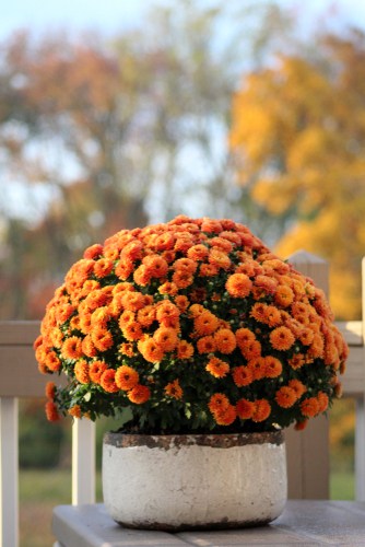 Planting your chrysanthemums in containers. Plant in John Innes compost in a pot slightly larger than the plant in a sunny position.