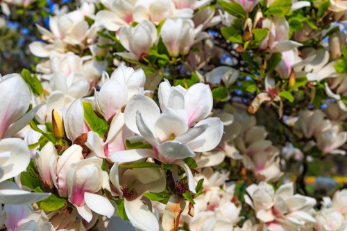 Planting magnolias. Plant in a sunny position in a sheltered position in well-drained soil