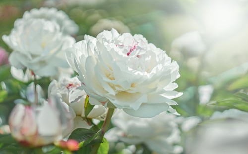 Planting peonies in pots. Use free draining soil and only plant with the tuber just under the surface of the soil. Planting it to late can cause issues with poor flowering