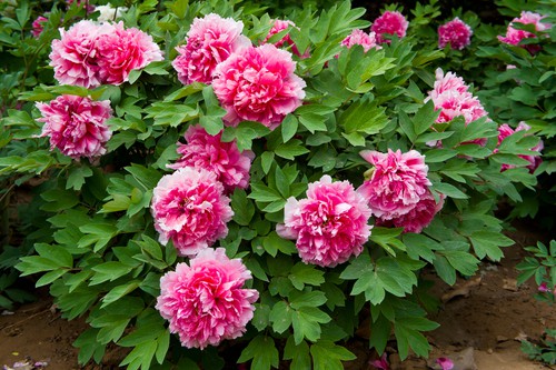 Planting peonies as bare-root plants or containerised plants. Don't plant to deep, just under the surface