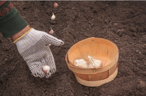 Garlic is just as easy as onion sets and is planted in the same way. It also has a long growing season so you won't be able to harvest until the following summer but it will be well worth it to make delicious meals with freshly grown garlic.