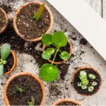 Propagating succulents from cuttings