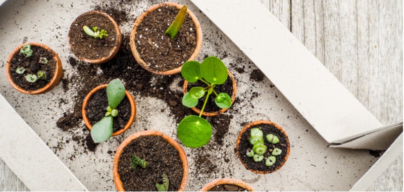 Propagating succulents from cuttings