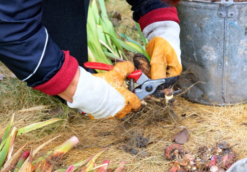 Pruning gladioli after flowering