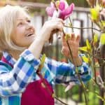 Magnolias don't require much pruning but they can benefit from it in terms of maintaining shape and size. Different types need pruning at different time. Learn more