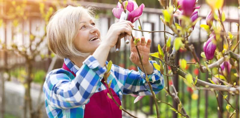 pruning magnolia tree uk