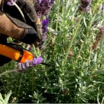 Ideally, you want to trim Lavender a little every year but what if it has not been pruned for a while, the trick is pruning woody lavender over a few years.