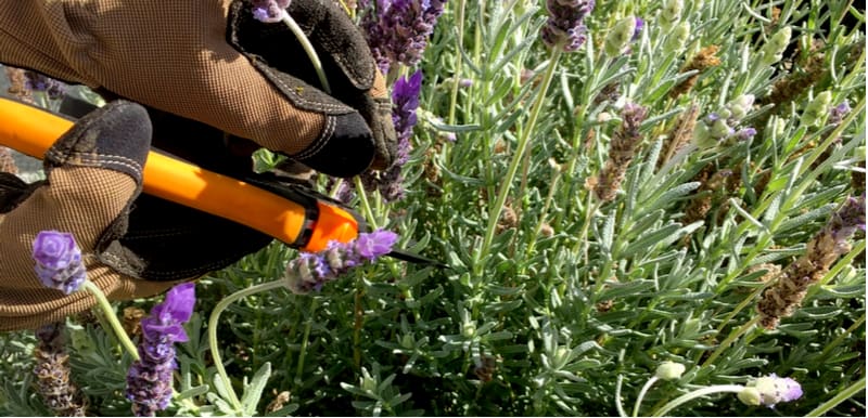 Ideally, you want to trim Lavender a little every year but what if it has not been pruned for a while, the trick is pruning woody lavender over a few years.