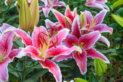 How to prune lilies after blooming, Remove seed pods and dead flowers and cut back after they have turned yellow or brown in autumn